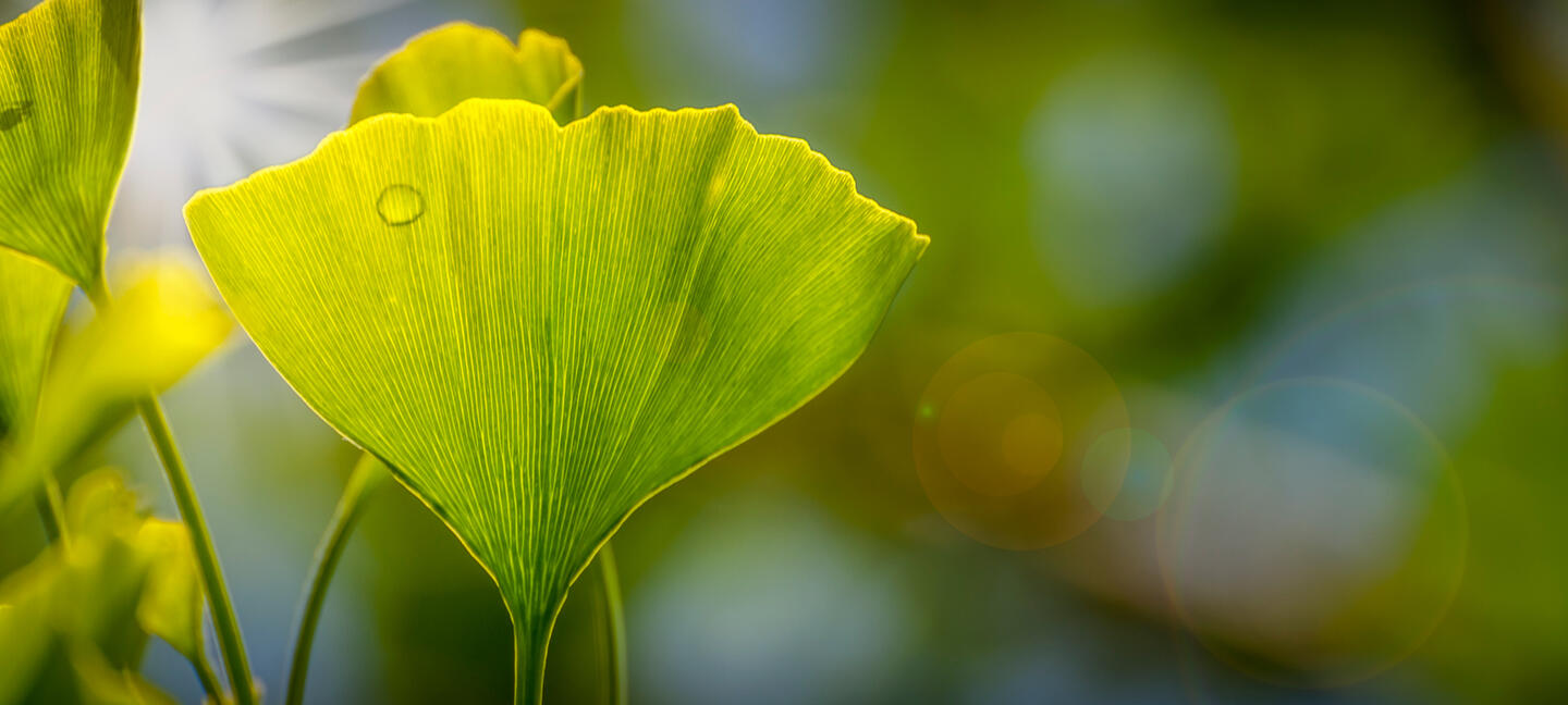 Ginko Blätter als Bild für eine ethisch, ökologische Fonds-Vermögensverwaltung