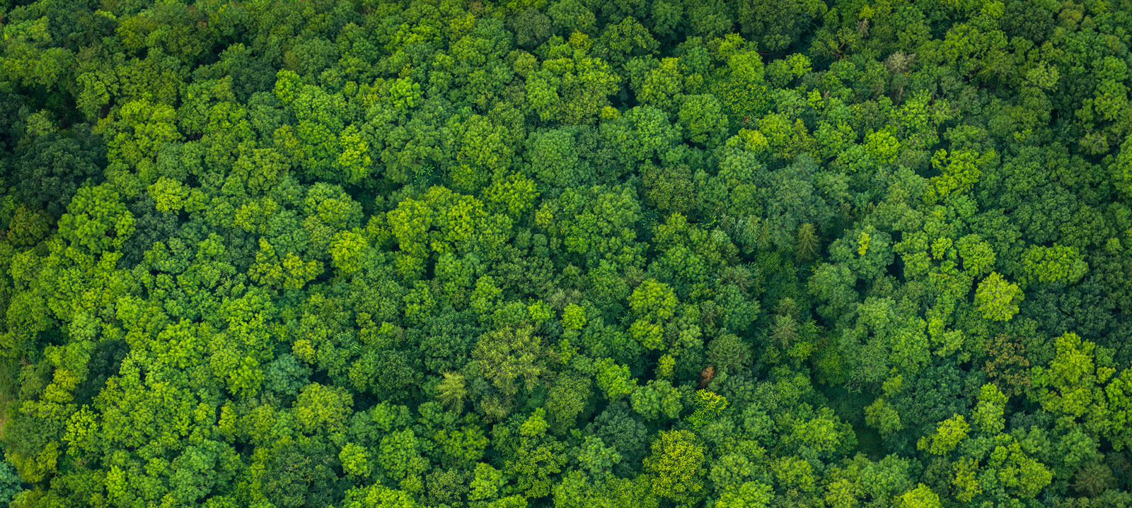 Luftaufnahme von einem Laubwald